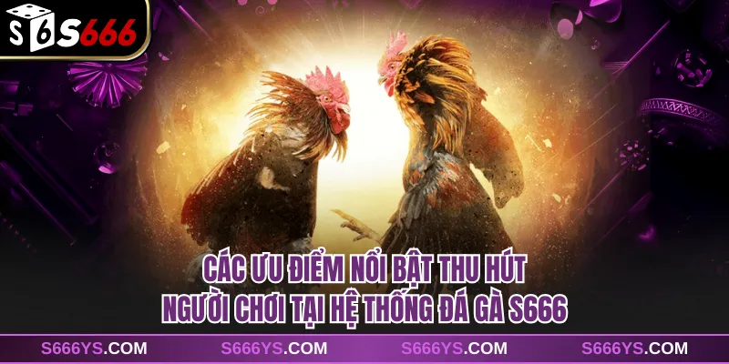 Các ưu điểm nổi bật thu hút người chơi tại hệ thống đá gà S666