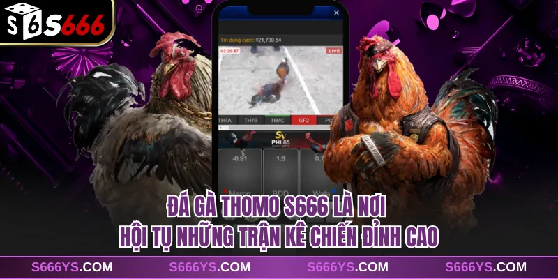 Đá gà Thomo S666 là nơi hội tụ những trận kê chiến đỉnh cao