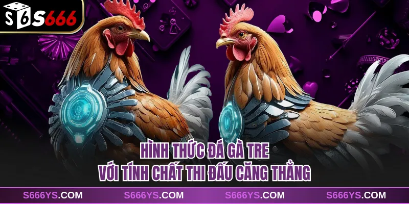 Hình thức đá gà tre với tính chất thi đấu căng thẳng